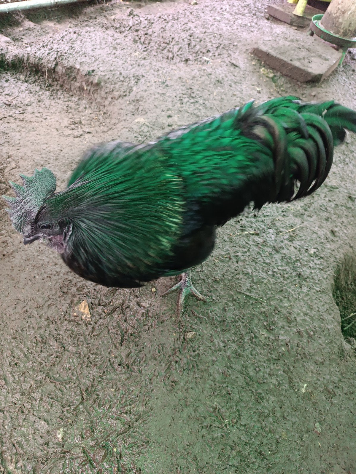 broedeieren ayam cemani, Dieren en Toebehoren, Geslacht onbekend, Kip
