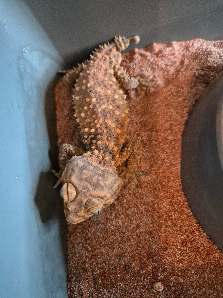 Nephrurus amyae, Animaux & Accessoires, Lézard, 3 à 6 ans