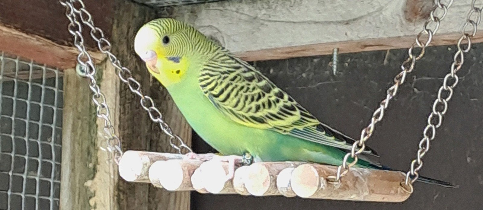 Jonge grasparkiet, Sexe inconnu, Perruche, Bagué