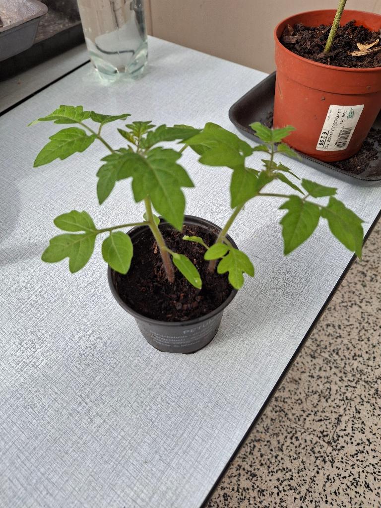 Plante tomate, Jardin & Terrasse, Enlèvement, Annuelle, Plantes potagères, Plein soleil
