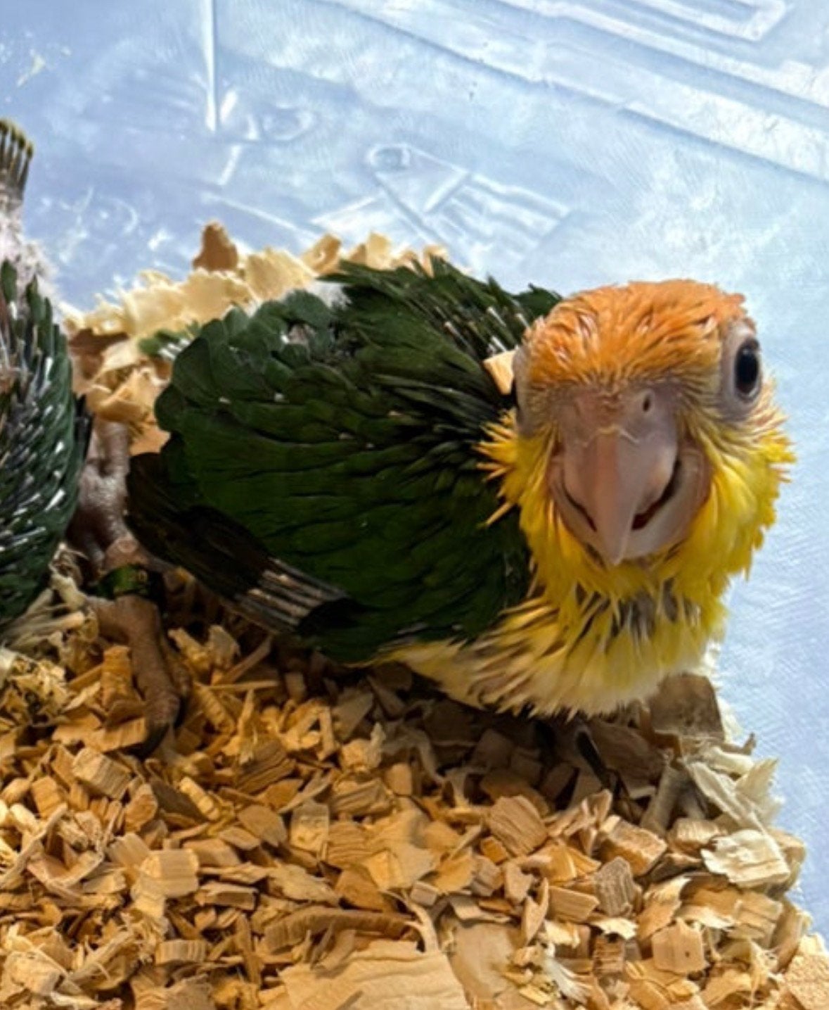 Roestkop caique