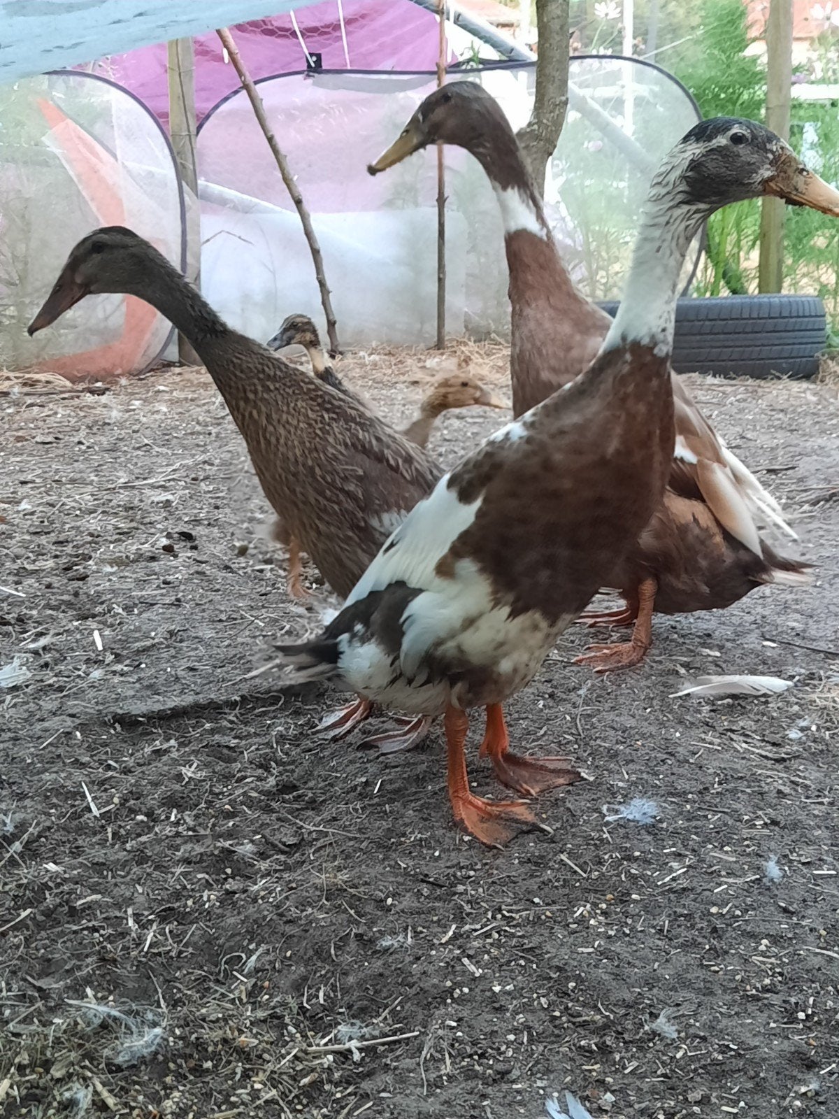 indische loopeenden