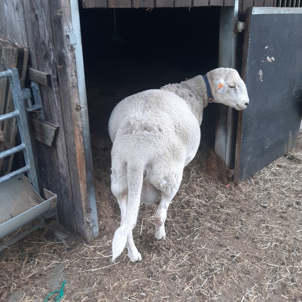 Dekram et Cage, Plusieurs animaux, Mouton, 0 à 2 ans