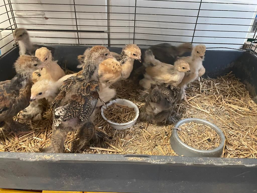 Kuikens Brahma, Dieren en Toebehoren, Geslacht onbekend, Kip