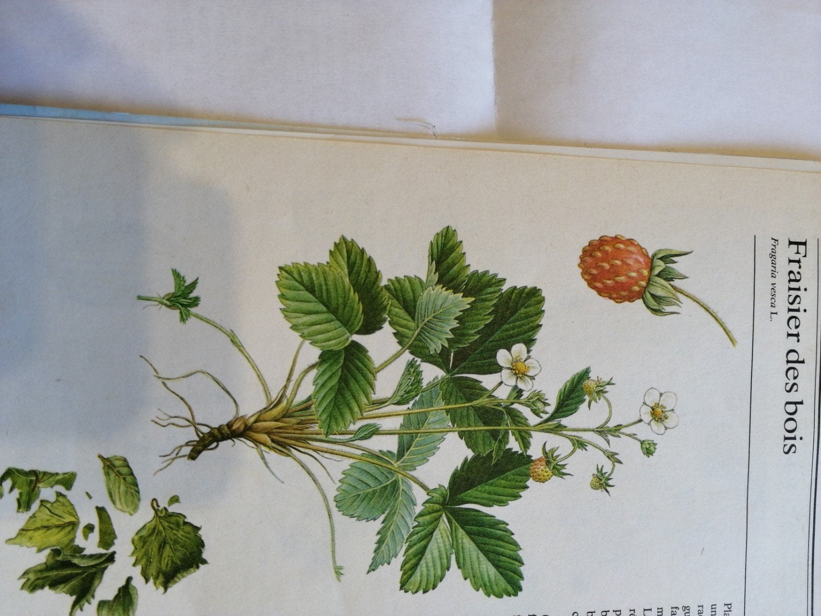 Fraisiers des bois, jeunes plantes. 2 pour 1 euro., Enlèvement ou Envoi