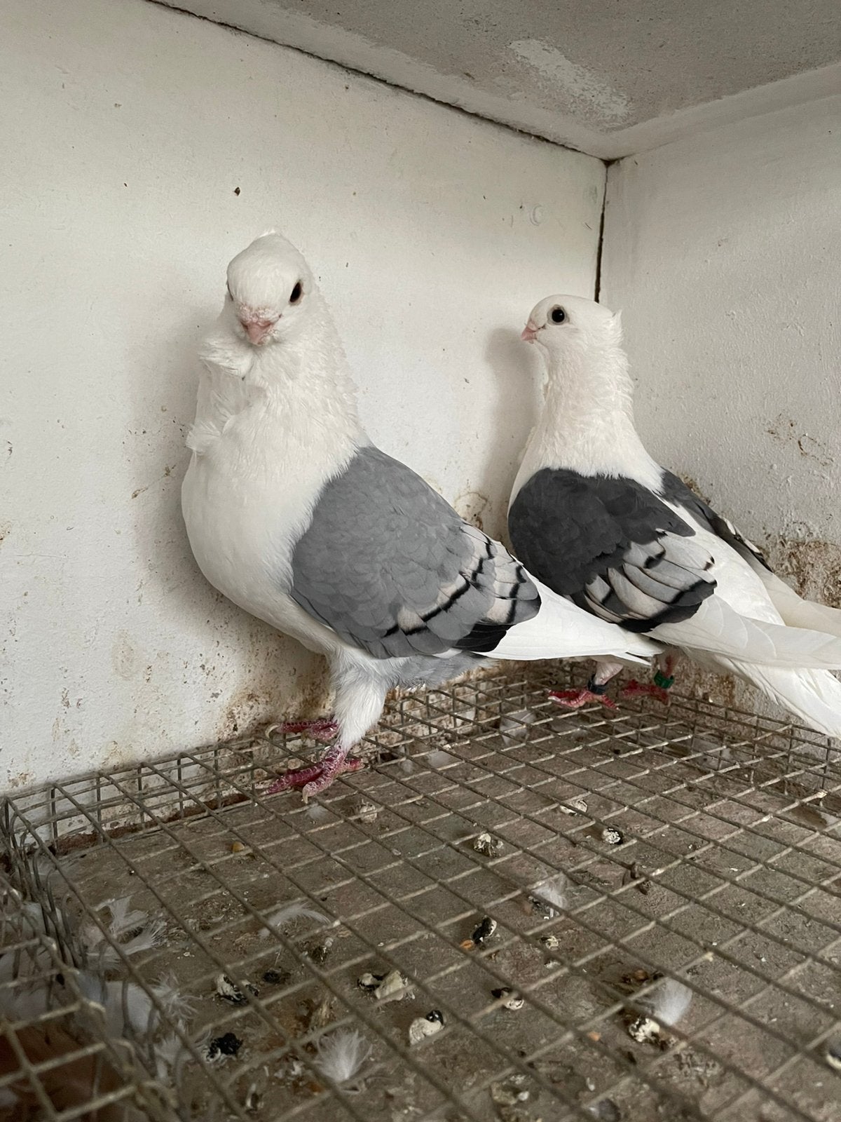 Sierduiven, Dieren en Toebehoren