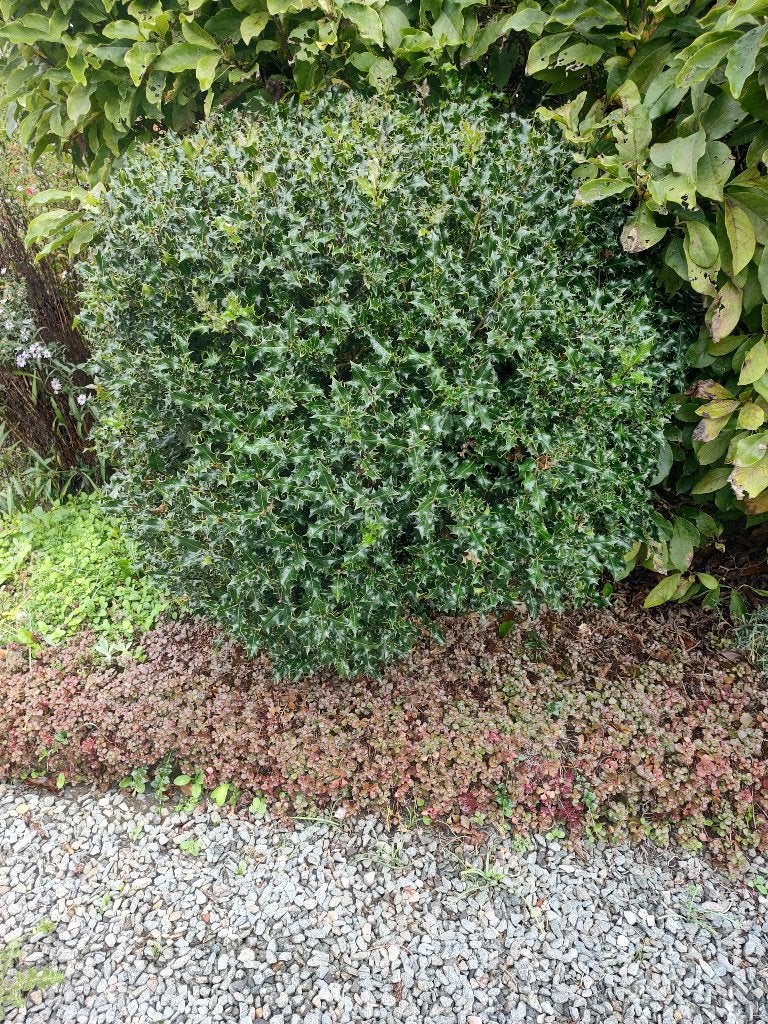 Hulst, Tuin en Terras, Ophalen, Hulst, Struik, 100 tot 250 cm