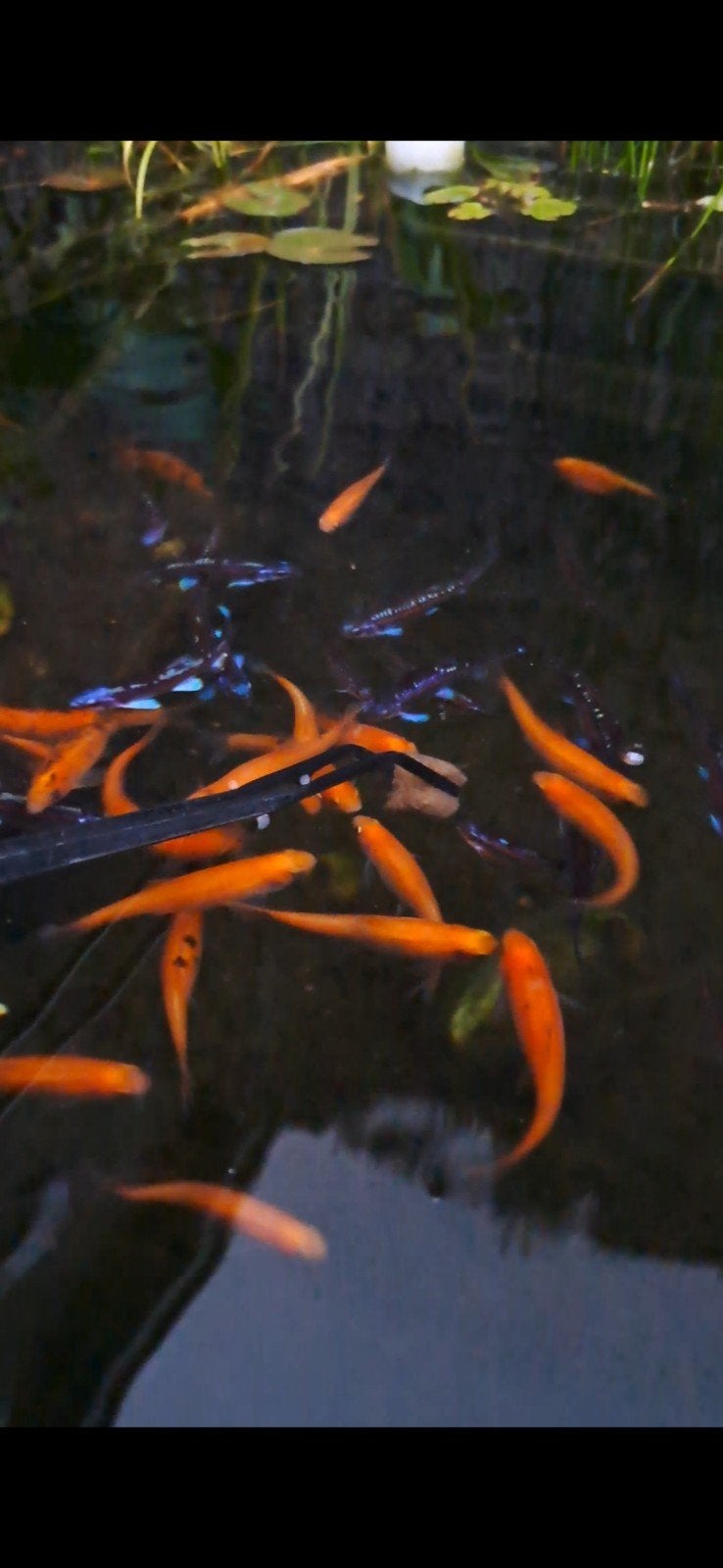Jonge regelboogelritsen verkrijgbaar - Notropisch Chrosomus, Dieren en Toebehoren, Vis, Zoetwatervis, Schoolvis