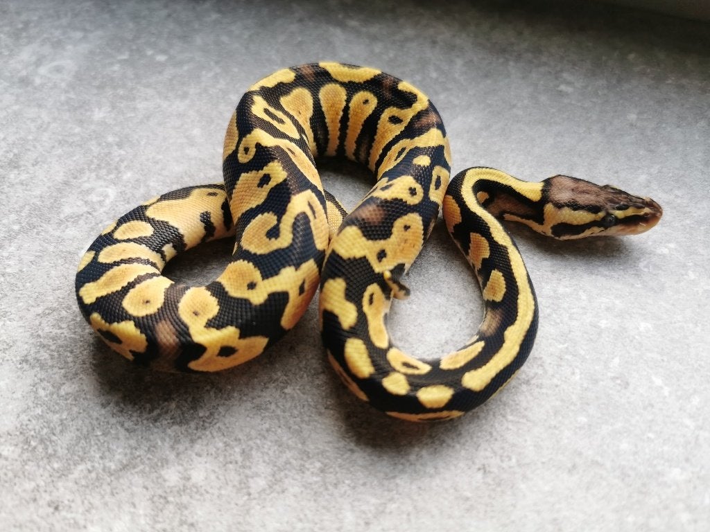 koningspython; 0.1; Pastel (het Clown of het Cryptic) Ball Python photo 2