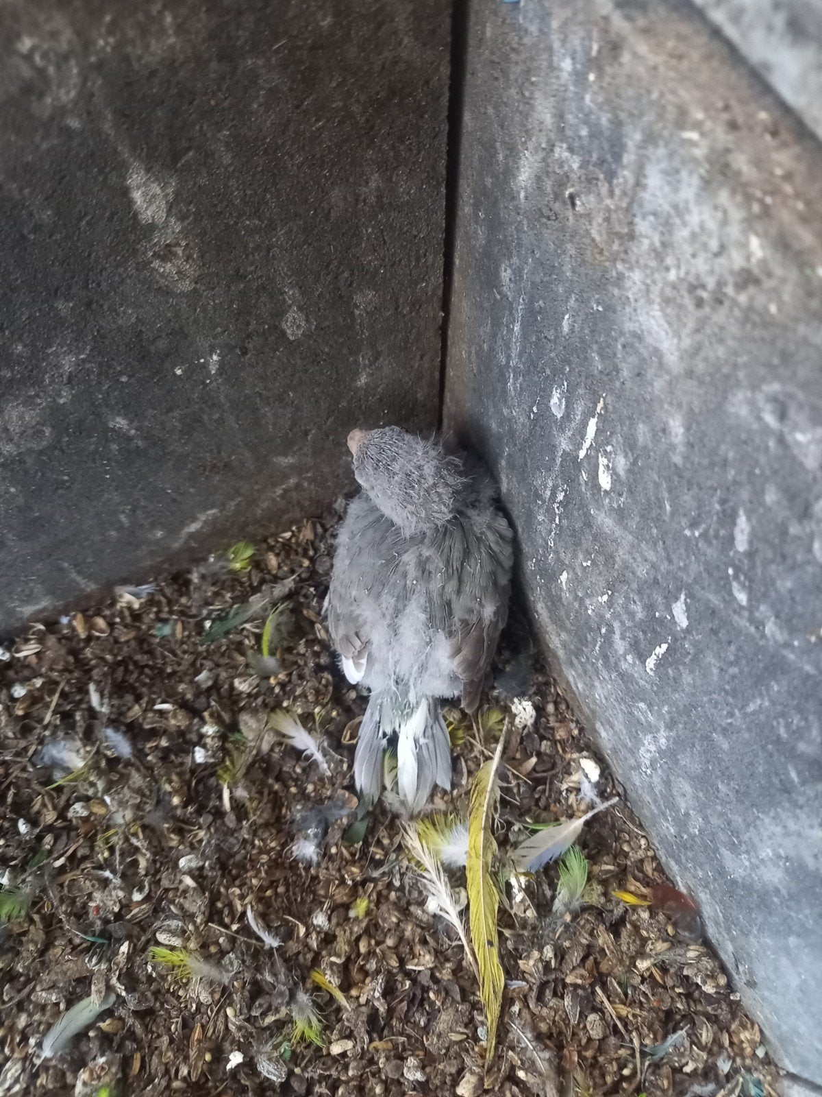 Kakariki voor handopfok, Dieren en Toebehoren