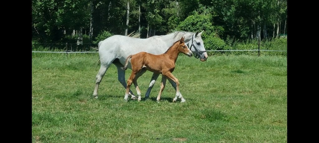 Drachtige merrie met merrieveulen ( mosito x zirocco blue ), Merrie, Springpaard, Met stamboom, Niet van toepassing