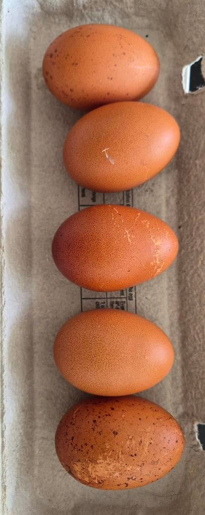 Marans  broedeieren koperhals, Dieren en Toebehoren, Pluimvee, Kip