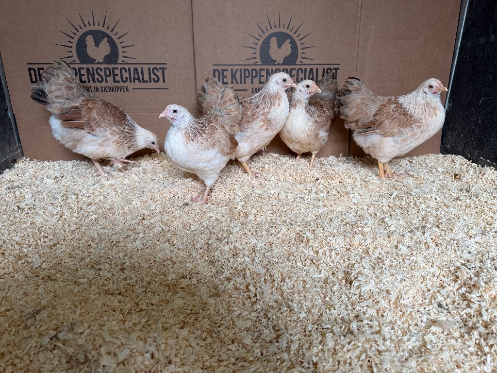 Jonge tamme Wyandotte kriel zalm gesekst en ingeënt, Dieren en Toebehoren, Pluimvee, Vrouwelijk, Kip