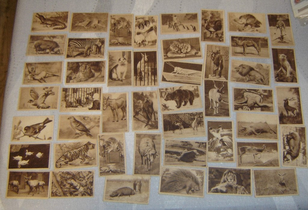 Chromos Cafés Jacqmotte 46st Dieren, Gebruikt, Verzenden, Voor 1940, Prent