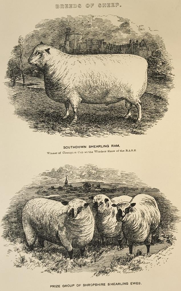 Races de moutons (II) - Races de moutons, Enlèvement ou Envoi