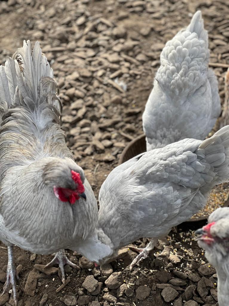 Broedeieren Britse araucana lavendel, Poule ou poulet