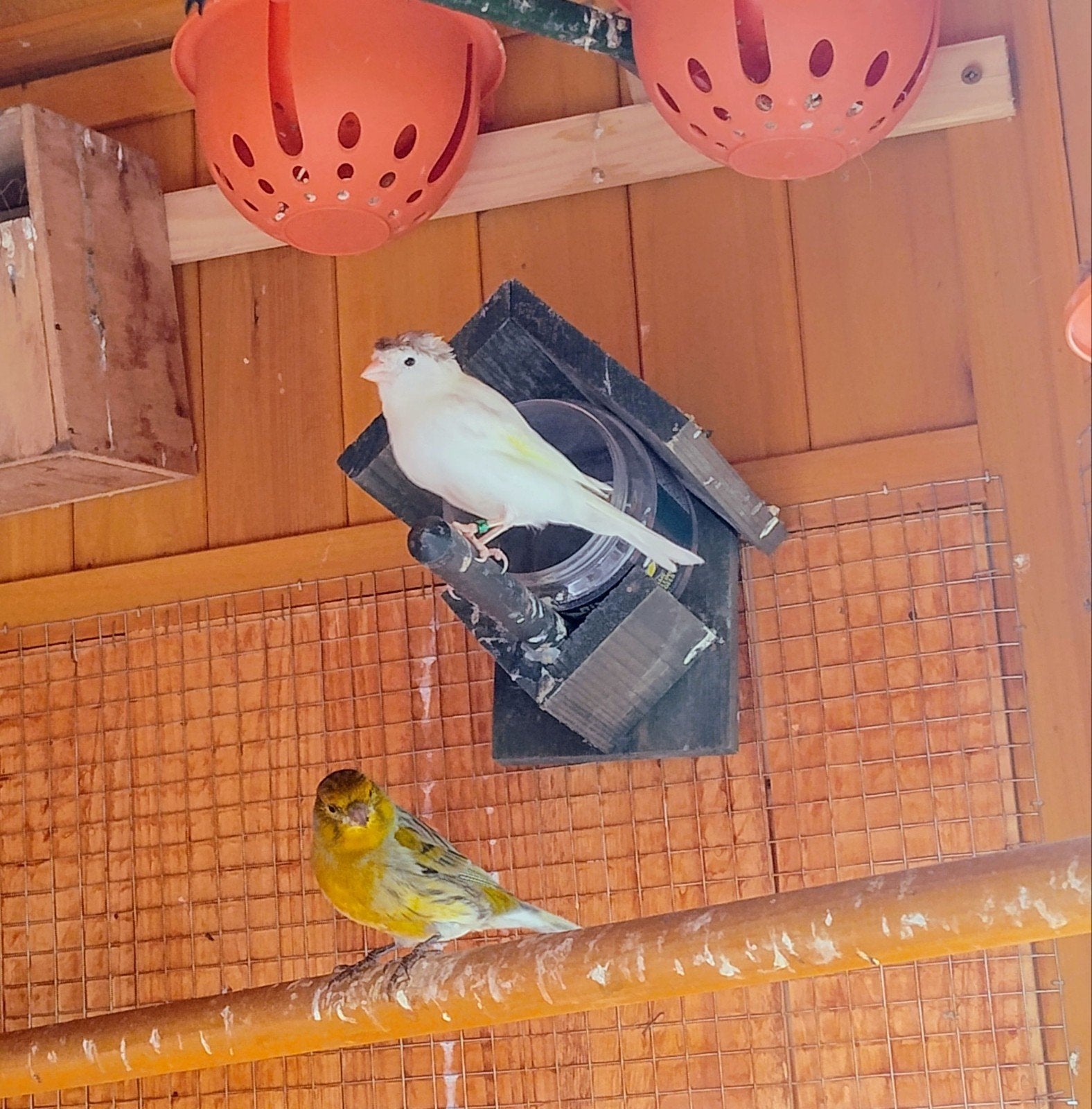 À VENDRE — Canaries 2026, Plusieurs animaux