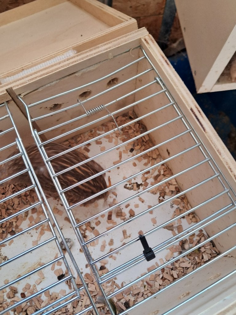Chinese dwergkwartels te koop 5 euro stuk, Dieren en Toebehoren, Vrouwelijk