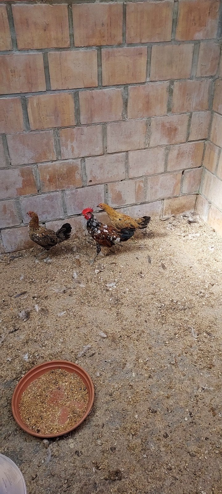 lachhoenen ayam ketawa trio, Dieren en Toebehoren, Pluimvee, Meerdere dieren, Kip