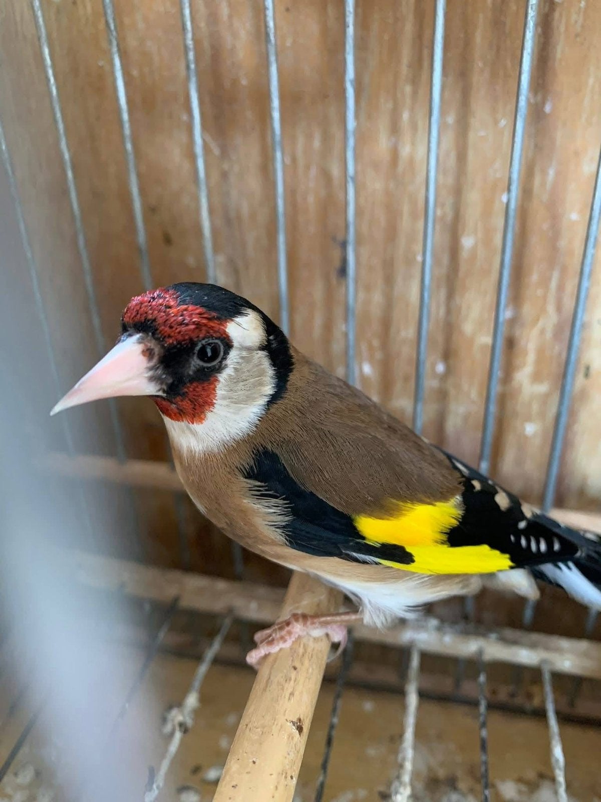 Chardonneret Parva male, Animaux & Accessoires, Mâle, Oiseau chanteur sauvage
