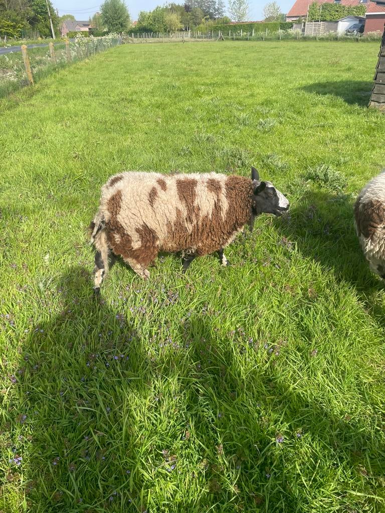 Ramlam dragué à vendre, Animaux & Accessoires, Moutons, Chèvres & Cochons, Mâle, Mouton, 0 à 2 ans