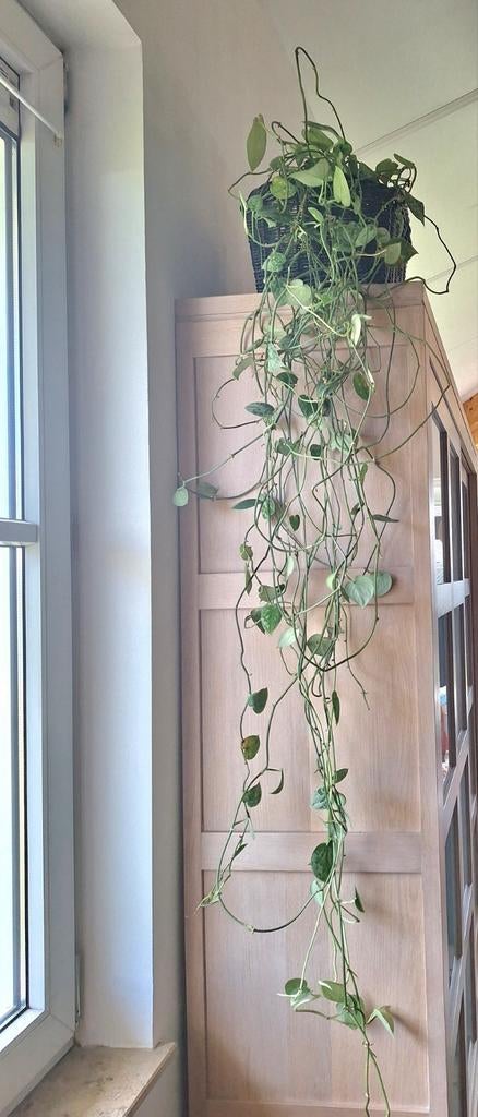 Kamerplant in zwarte rieten mand (inclusief mand), Ophalen