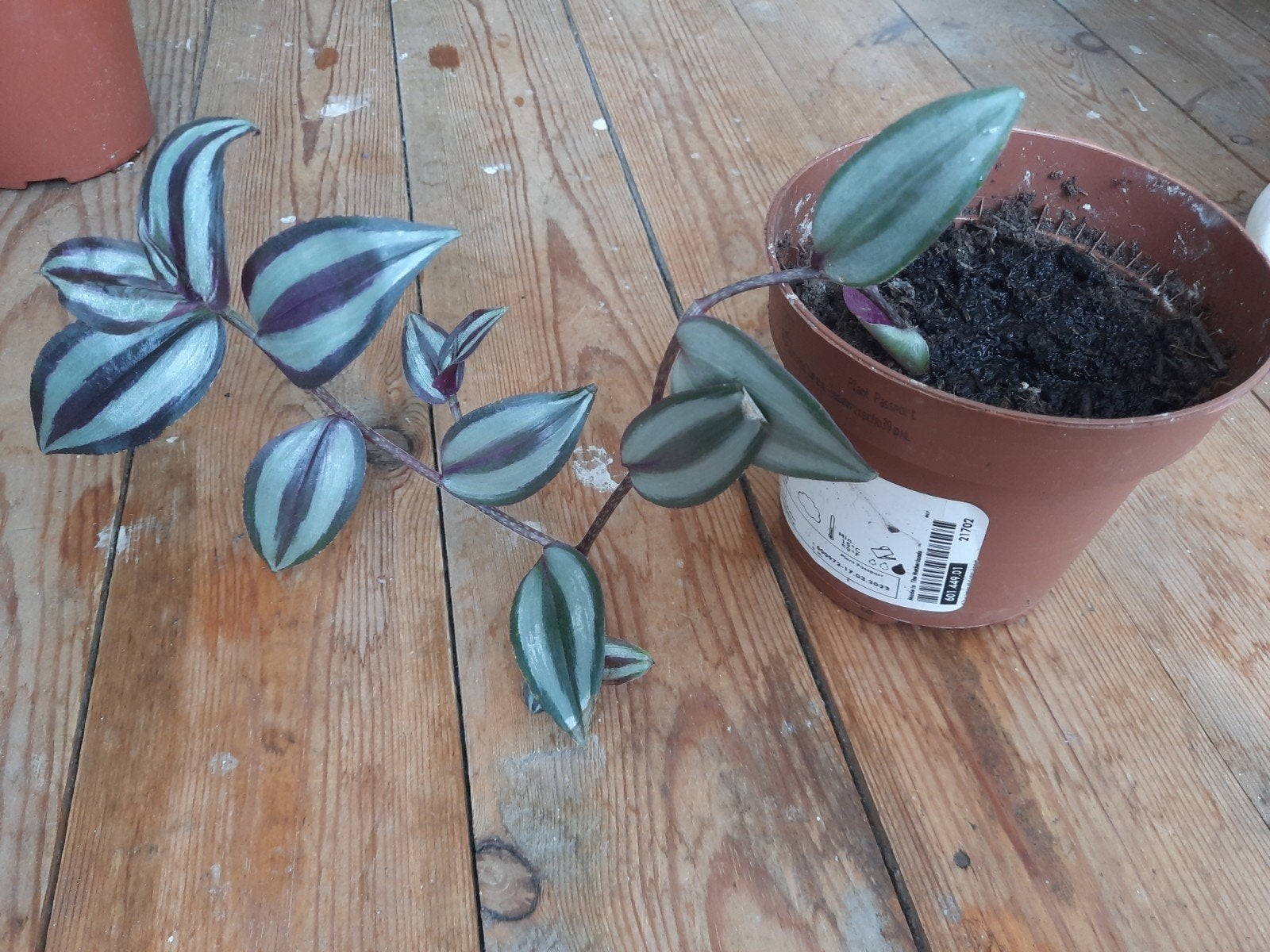 Découpe de la plante mère, Autres espèces, En pot, Enlèvement ou Envoi, Moins de 100 cm