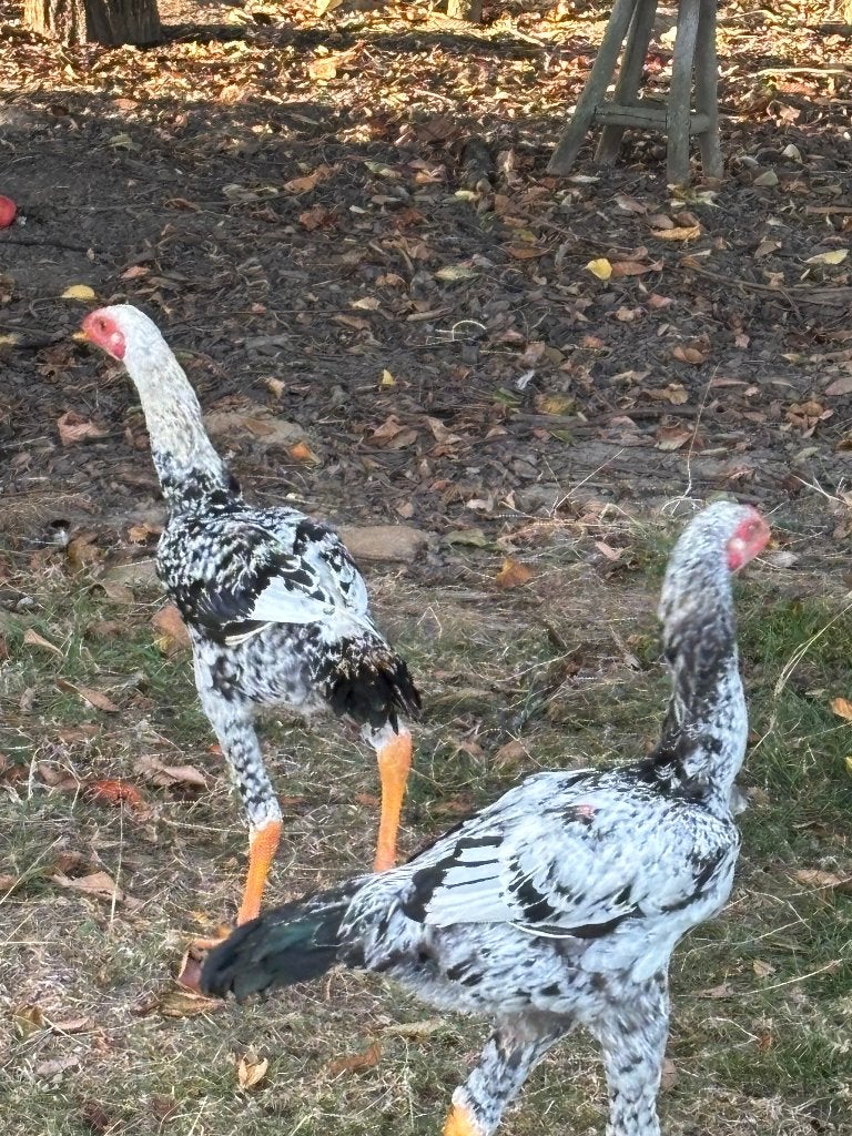 2 Coq Indio gigante 2026 noir et blanc, Animaux & Accessoires, Poule ou poulet