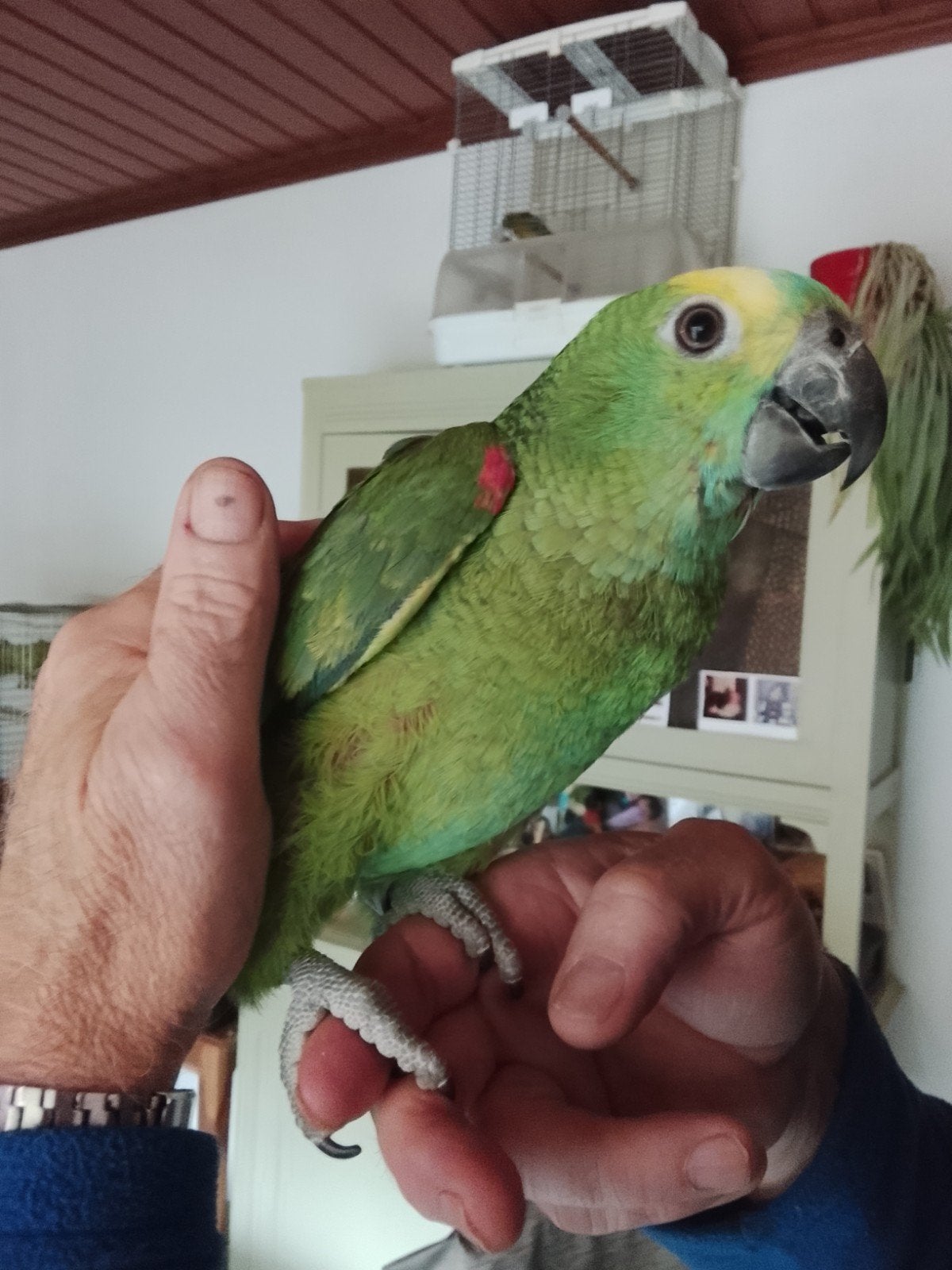 suppertamme jonge blauwvoorhoofd Amazone papegaai, Mâle, Perroquet, Domestique