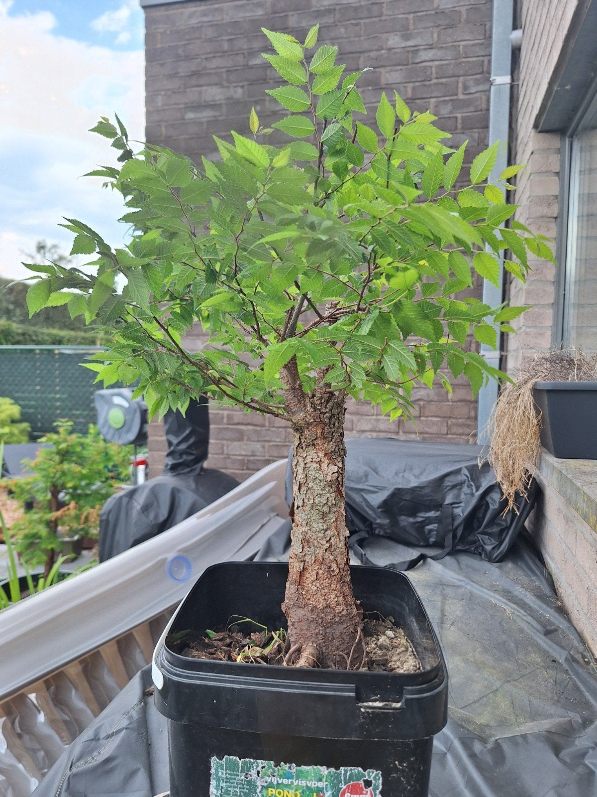 Zelkova bonsai starter, Tuin en Terras, Ophalen