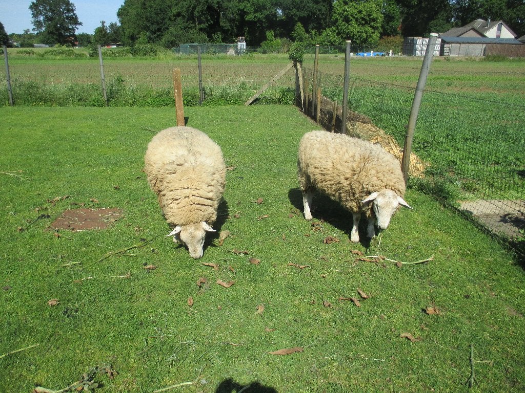schapen bokken, Mâle, Mouton, 0 à 2 ans