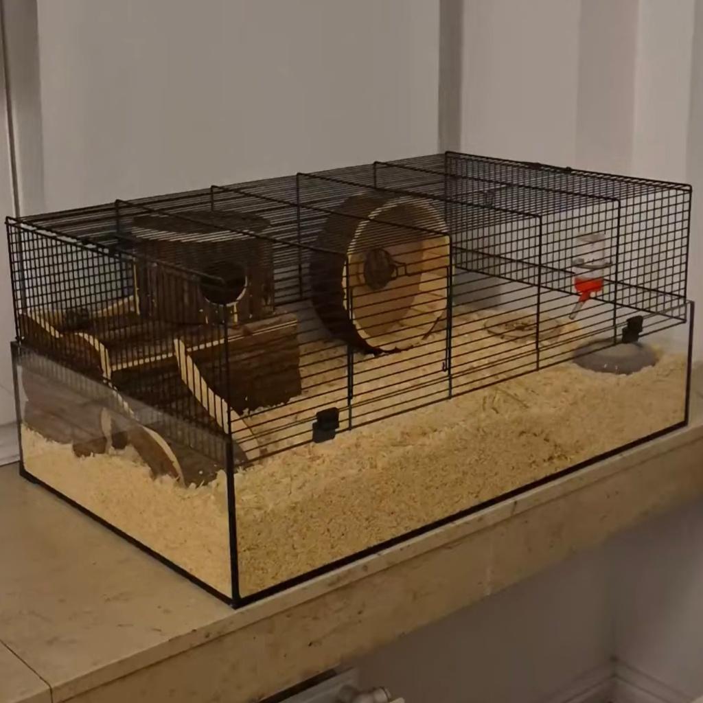 Dwerghamster met alle toebehoren, Dieren en Toebehoren, Hamster, Februari, Mannelijk, Tam