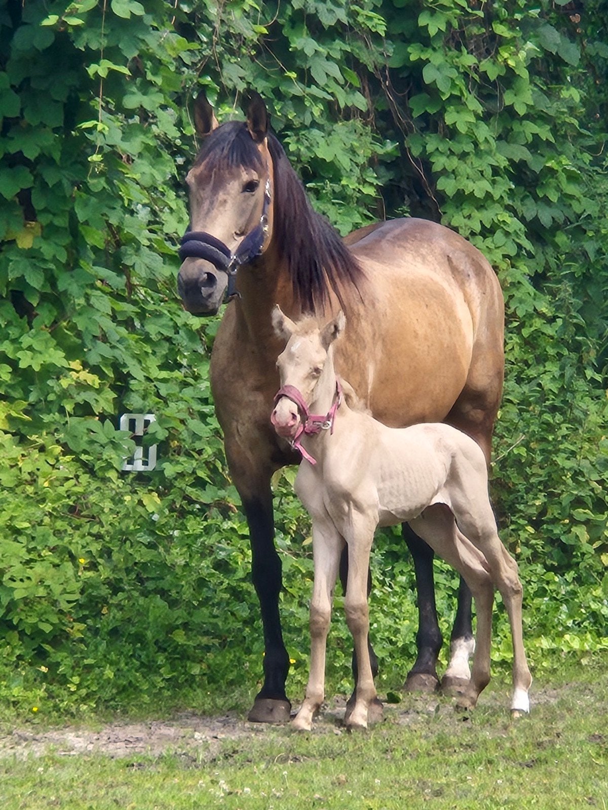 2 spaanse veulentjes, Dieren en Toebehoren, Paarden, Hengst