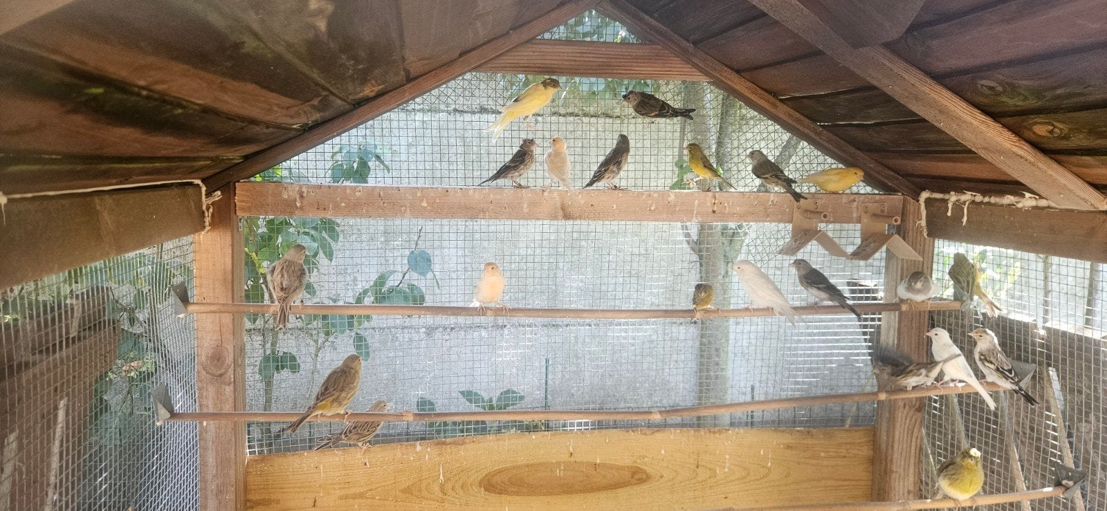 kanaries +bastaard, Animaux & Accessoires, Oiseaux | Canaris, Bâtard
