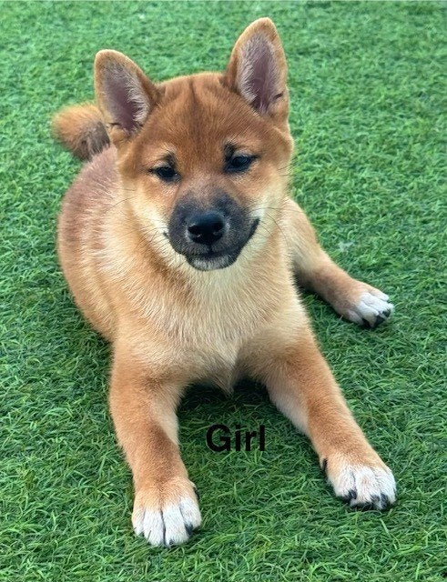 Shiba Inu teefje met stamboom ., België, Fokker | Hobbymatig, Overige rassen, 8 tot 15 weken