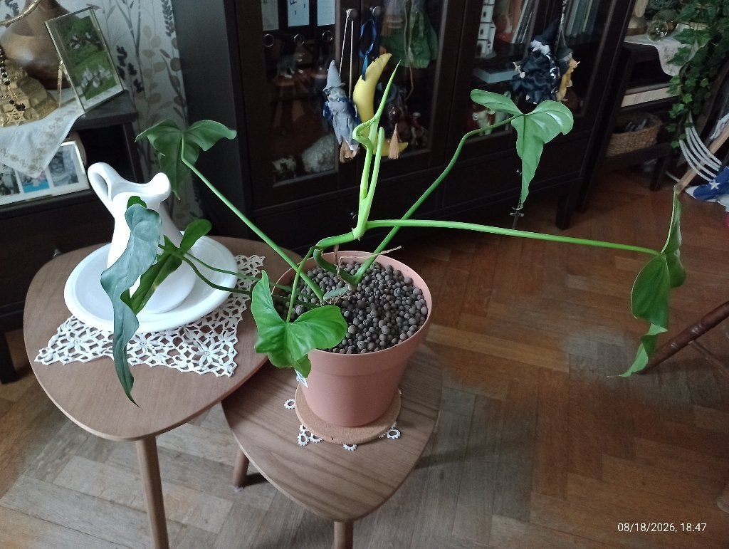 Philodendron Mexicanum + pot, Autres espèces, En pot, Moins de 100 cm, Enlèvement