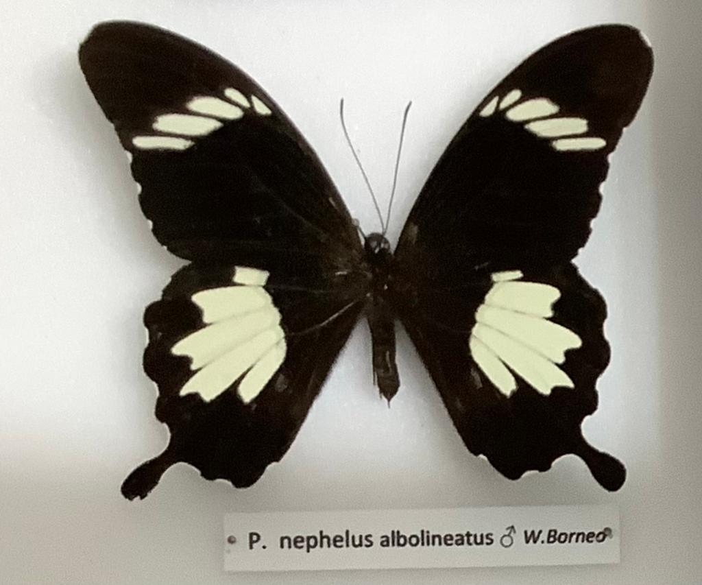 P. nephelus albolineatus, Collections, Collections Animaux, Enlèvement ou Envoi