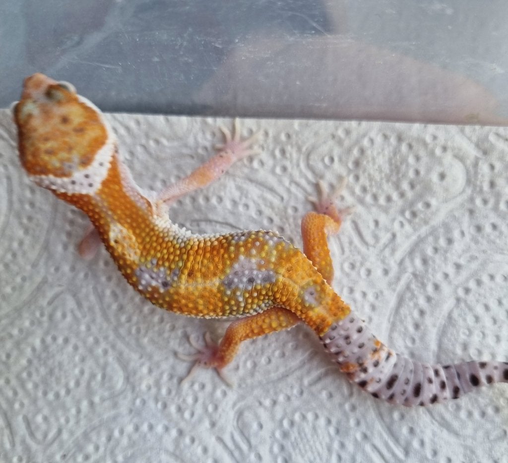1.0 purple head x w&y bell albino luipaardgekko, Animaux & Accessoires, Reptiles & Amphibiens