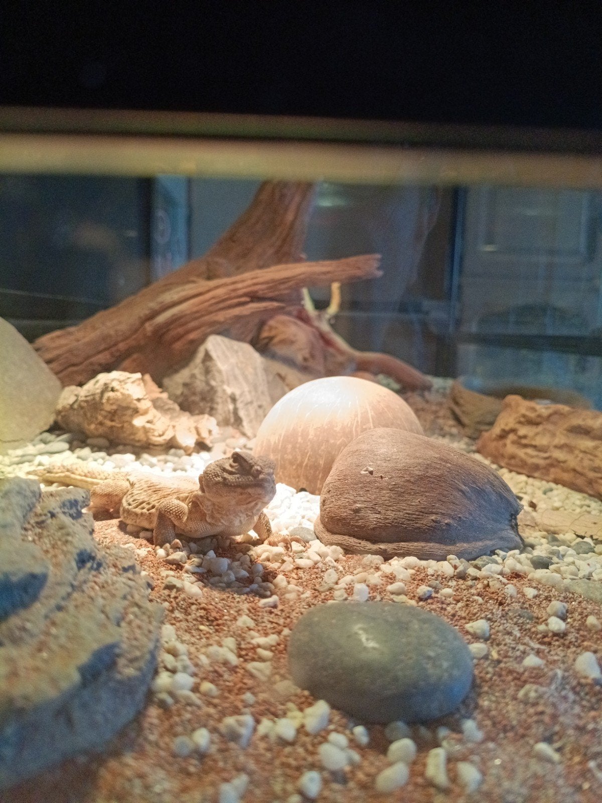 uromsty flavifasciata orange, Dieren en Toebehoren, Overige soorten, Met terrarium, 0 tot 2 jaar