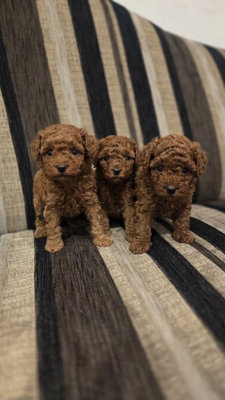chiots caniches jouets/caniches nains à vendre, Caniche, Chienne, Belgique, 8 à 15 semaines