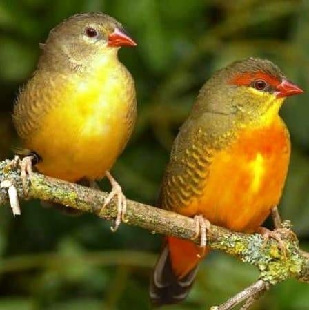 Goudbuikje pop gezocht, Oiseau tropical
