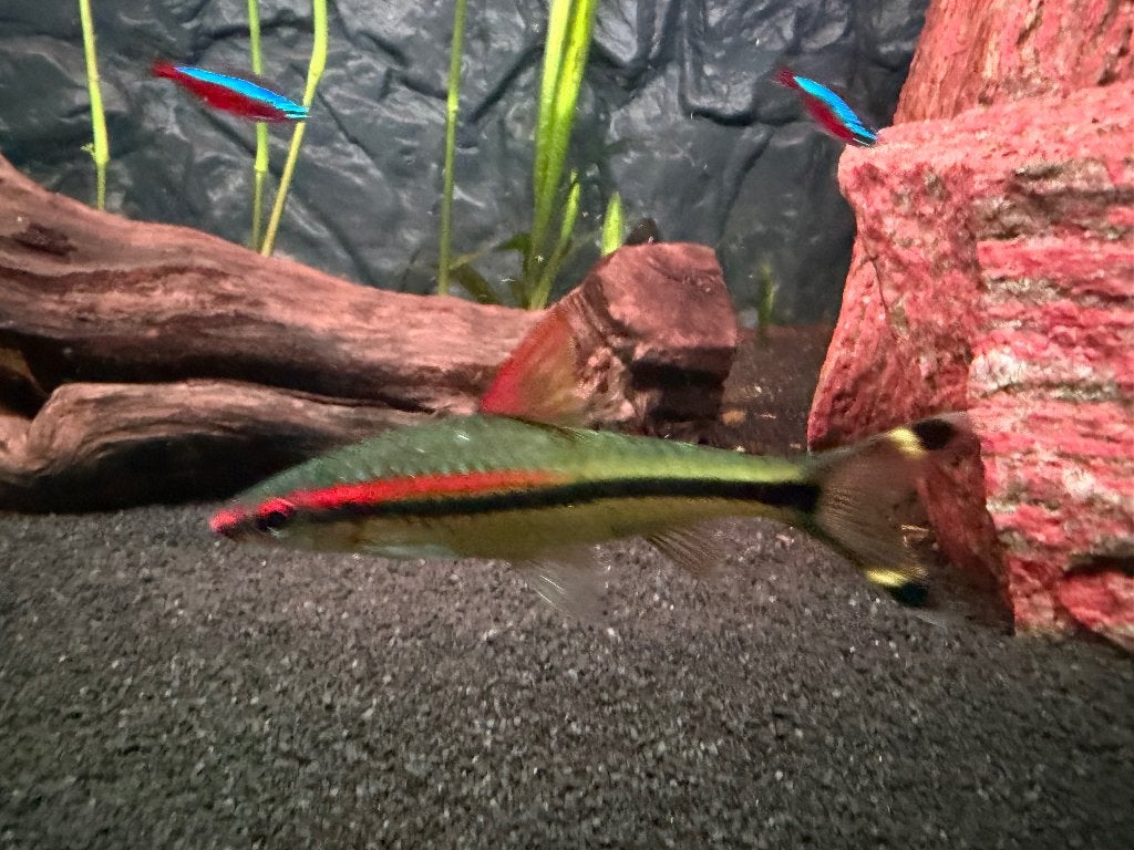 Torpedo barbus, Vis, Zoetwatervis