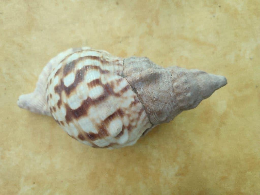 Schelpen en andere souvenirs uit de Stille Oceaan., Ophalen, Schelp(en)