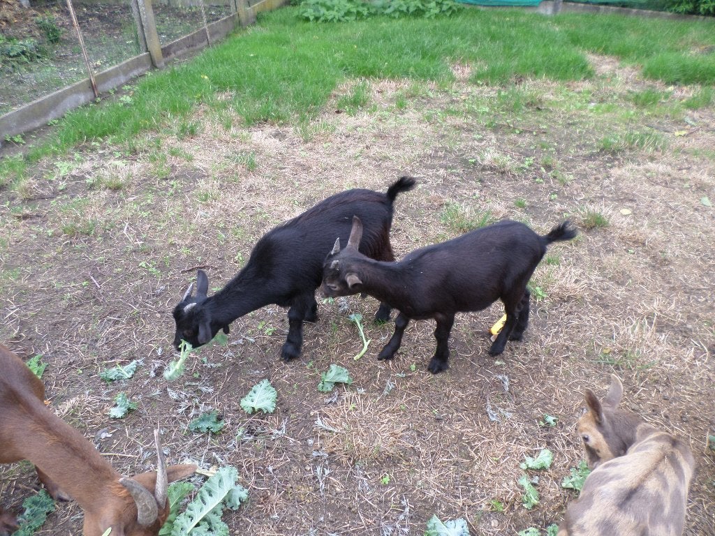 dwerggeitjes, Dieren en Toebehoren