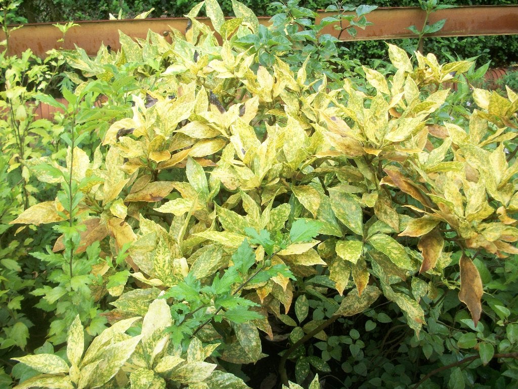 Aucuba japonica Variegata, Ophalen, Overige soorten, Struik
