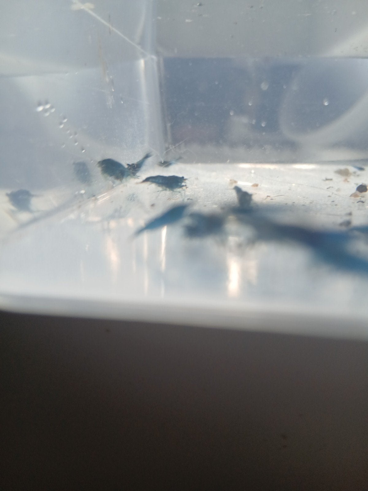 Blue dream garnalen, Dieren en Toebehoren, Kreeft, Krab of Garnaal, Zoetwatervis, Schoolvis