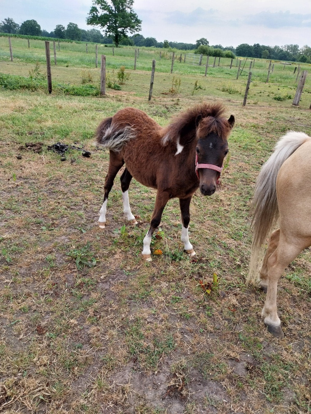 Merrie veulen van 8/4/26 nmprs, Dieren en Toebehoren, Merrie