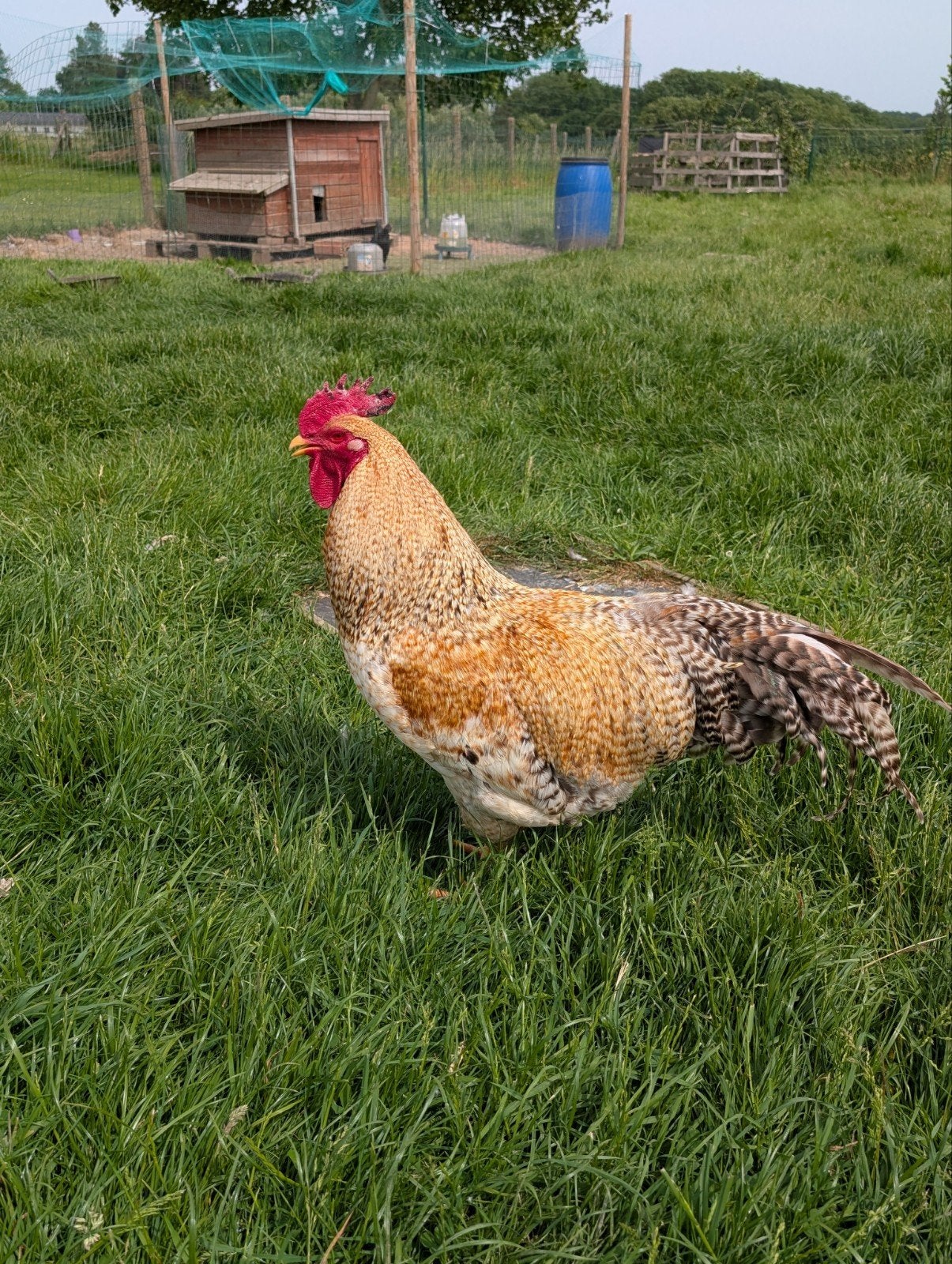 Coq Bielefelder, Animaux & Accessoires
