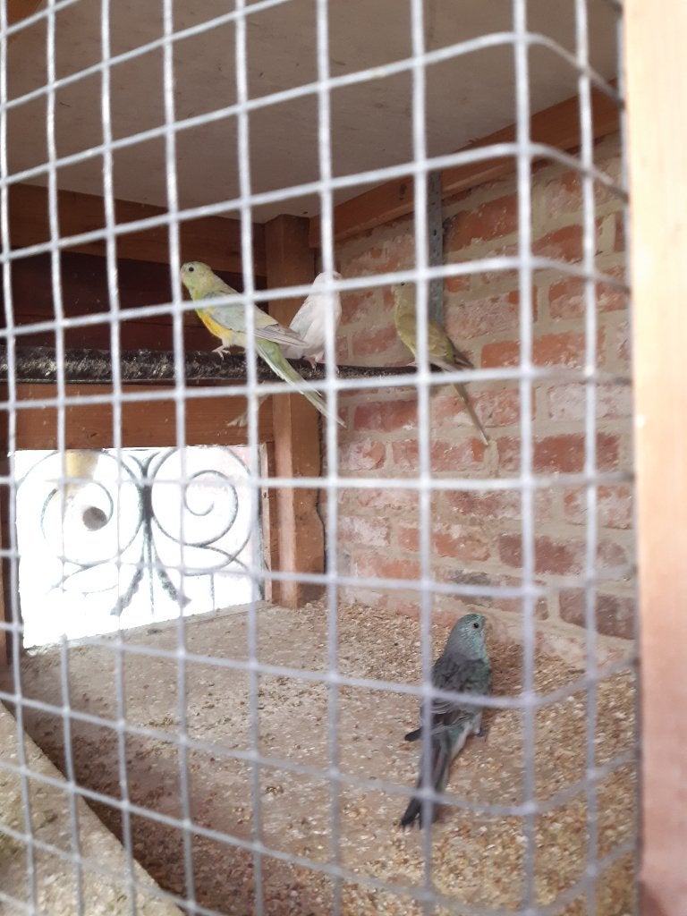 Roodrug Parkieten, Dieren en Toebehoren, Meerdere dieren, Parkiet, Geringd