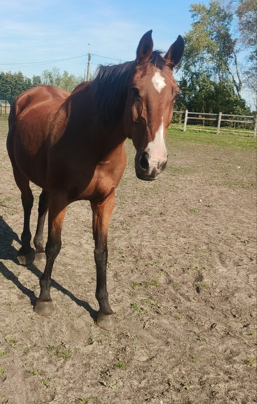 Unique, Animaux & Accessoires, Jument, Cheval de saut, Avec pedigree, 11 ans ou plus